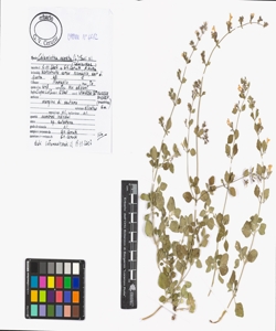 Calamintha nepeta (L.) Savi s.l.
