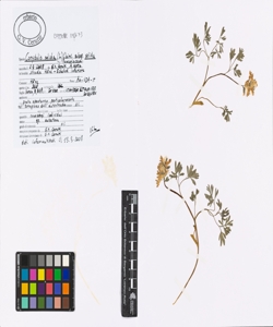 Corydalis solida (L.) Clairv. subsp. solida