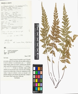 Asplenium obovatum Viv. subsp. lanceolatum (Fiori) P. Silva