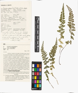 Asplenium x sleepiae Badr¿ et Boudrie nothosubsp. sleepiae