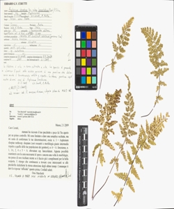 Asplenium obovatum Viv. subsp. lanceolatum (Fiori) P. Silva