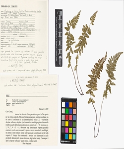 Asplenium x sleepiae Badr¿ et Boudrie nothosubsp. sleepiae