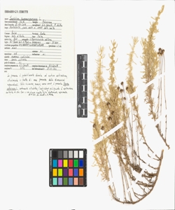 Santolina chamaecyparissus L.