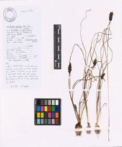 Muscari neglectum Guss. ex Ten.