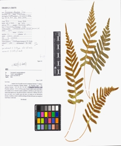 Polypodium interjectum Shivas