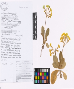 Primula x tommasinii G. et G.