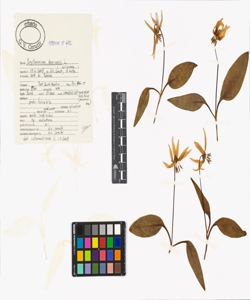 Erythronium dens-canis L.