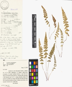 Asplenium foreziense Legrand ex Magnier