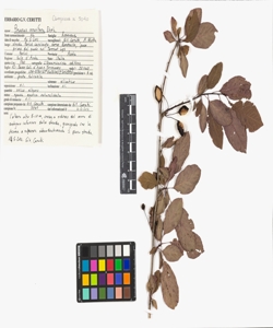 Prunus cerasifera Ehrh.