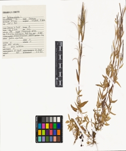 Epilobium palustre L.