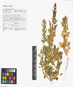 Chenopodium rubrum L.