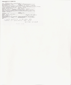 Polemonium caeruleum L.