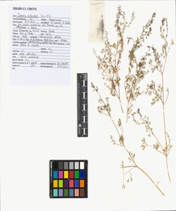 Fumaria schleicheri Soy.-Will.