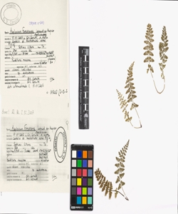 Asplenium foreziense Legrand ex Magnier