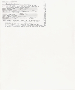 Rudbeckia triloba L.