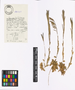 Arabis soyeri Reut. & A. Huet subsp. subcoriacea (Gren.) Breistr.