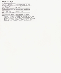 Rudbeckia triloba L.