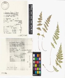 Cystopteris fragilis (L.) Bernh.