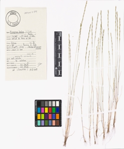 Micropyrum tenellum (L.) Link