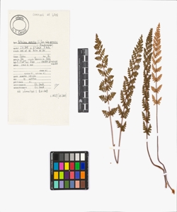 Notholaena marantae (L.) Desv. subsp. marantae