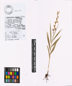 Cephalanthera longifolia (L.) Fritsch
