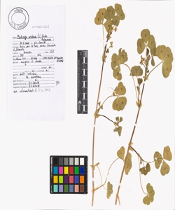 Medicago arabica (L.) Huds.