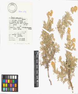 Anthyllis barba-jovis L.