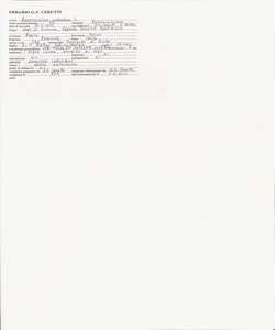 Ranunculus scleratus L.