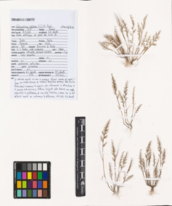 Catapodium rigidum (L.) C.E. Hubb. subsp. rigidum
