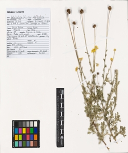 Cota tinctoria (L.) J. Gay subsp. tinctoria