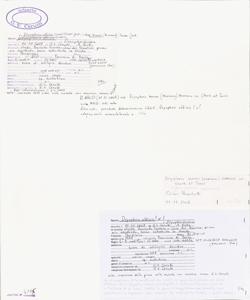 Dryopteris affinis (Lowe) Fraser-Jenk. subsp. borreri (Newman) Fraser-Jenk