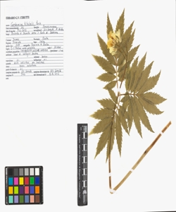 Cardamine kitaibelii Bech.