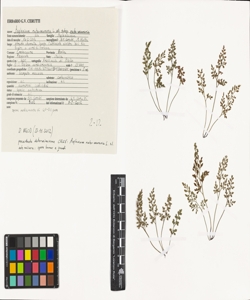 Asplenium ruta-muraria L. subsp. ruta-muraria