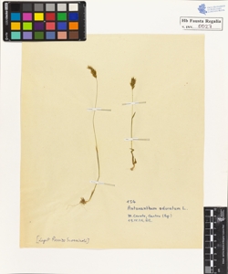 Antoxanthum odoratum L.