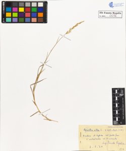 Agrostis alba L. verticillata Vill.