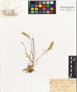 Poa trivialis L.