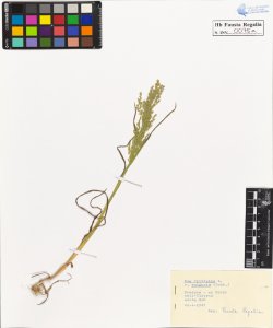 Poa trivialis L. v. vulgaris Rchb.