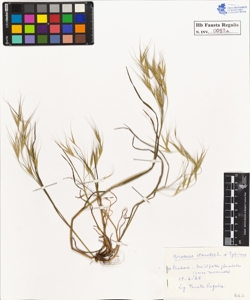 Bromus sterilis L. typicus