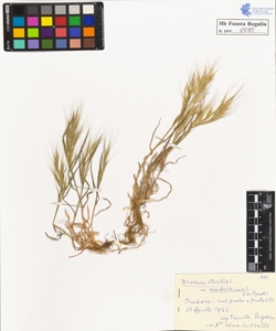 Bromus sterilis L. v. madritensis L.