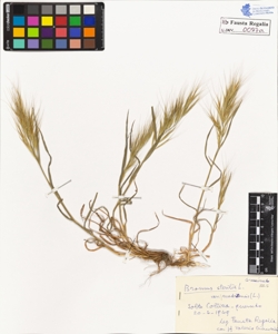 Bromus sterilis L. v. madritensis L.