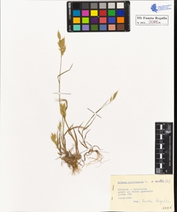 Bromus hordeaceus L. mollis L.