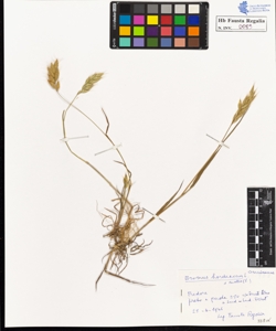 Bromus hordeaceus L. mollis L.