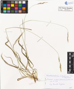 Brachypodium silvaticum P.B. typicum