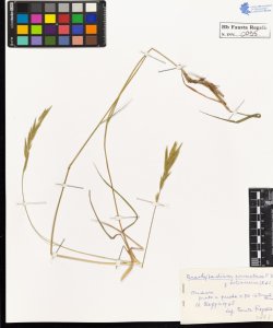 Brachypodium pinnatum P.B. loliaceum R.et S.