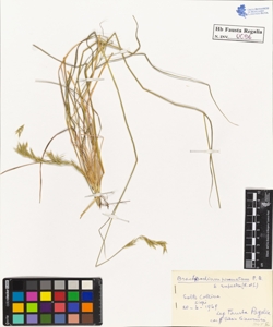 Brachypodium pinnatum P.B. rupestre R. et S.