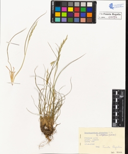 Brachypodium pinnatum P.B. setifolium Schur.