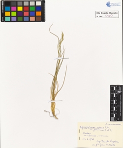 Agropyrum repens P.B. glaucum R. et S.