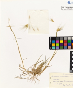 Hordeum murinum L. typicum