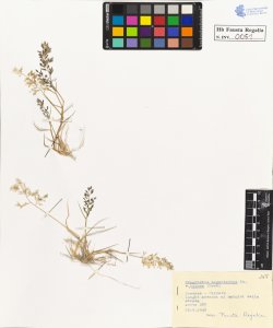 Eragrostis megastachya Lk. minor Host