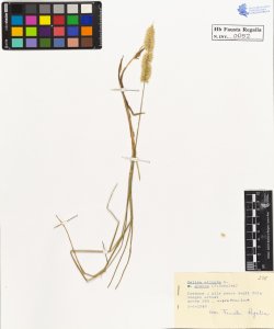 Melica ciliata L. glauca F.Schultz